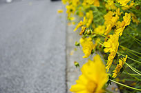 ��ɫ��С�ջ�