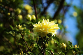 ��ɫƷ�ֵĴ�ö��