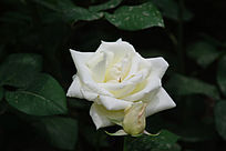 ��׵��¼���