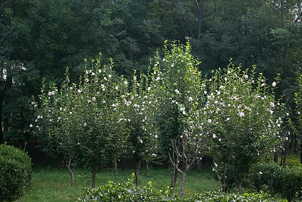 ����ľ��