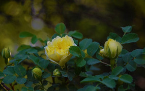 ��Ҷ���ɫ��ö��