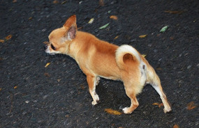 ����·�ϵ�С��