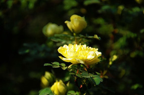 ʢ���ڴ�����Ļ�ɫ��ö��