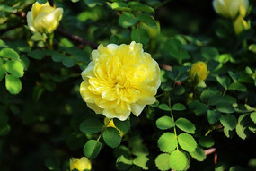 һ����Ҷ�����ŵĴ�ö��