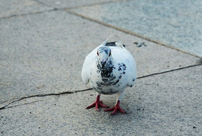 һֻ������һЩ��ɫ�İ׸���