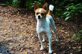 һֻС������Ҷ���Ա�