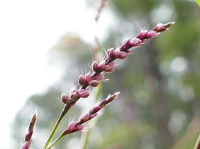 ����С��