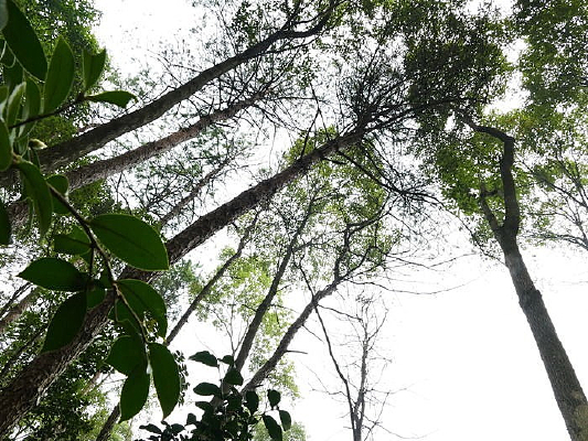 ɭ�����������