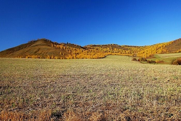 ɽ������Ұ