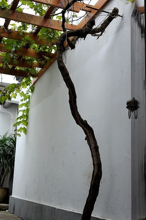 ��ɫ����