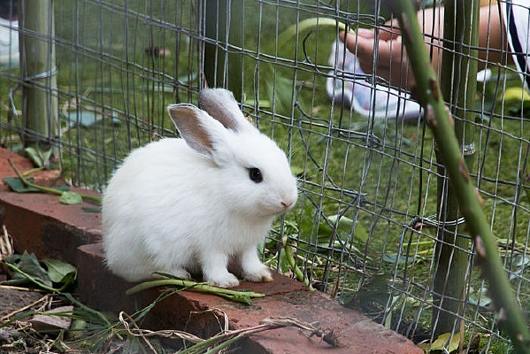 ��ɫ٪�庣����