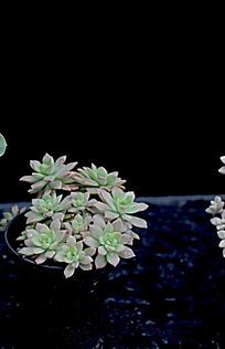 ��ʯ����