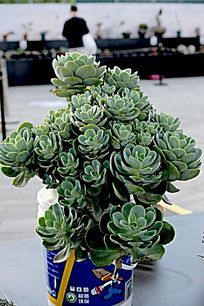 ������Ҷ����