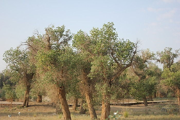 �ļ�������