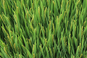 �ոճ����ĵ���