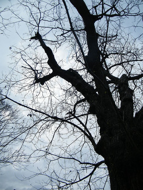 ������Ӱͼ