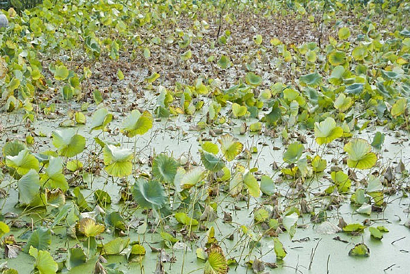 �����Ĳк�