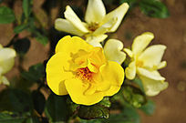 ���ĵĻ��¼�