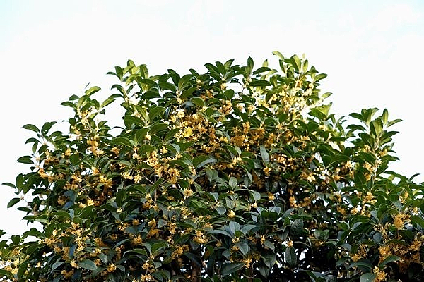 ��֦��Ҷ��