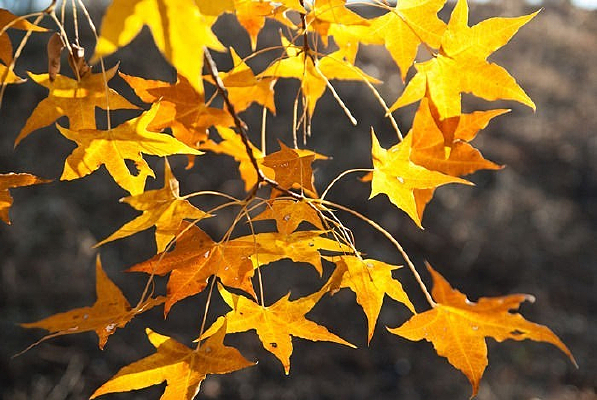 ����Ľ�ɫ��Ƿ�