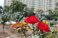 ������¼�