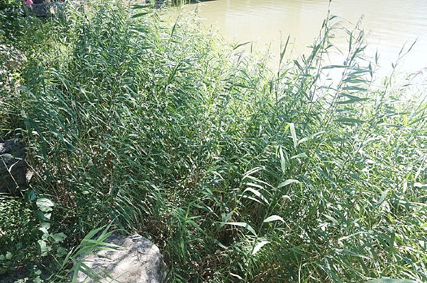 ��ɫ��«έ��