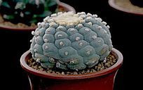 ��ɫŴ����