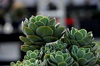 ��Ҷ����ƽ��