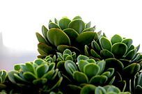 ��Ҷ��������