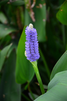 ������÷Ģ��