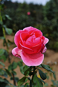 ʢ���ĺ��¼�