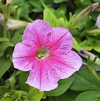 ʢ����ǣţ��