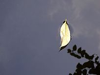 ������Ҷ