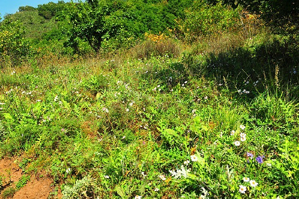 Ұ�����ŵĲ�ԭ