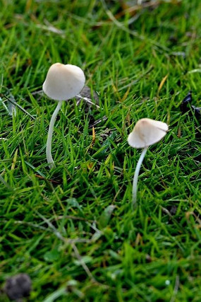 Ұ����ʳ�þ�