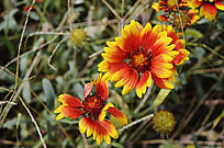 һ���ɹ���