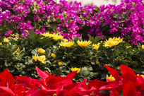 ����ʢ��