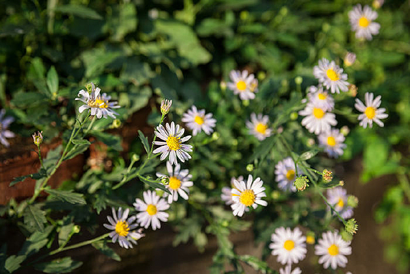 �����ľջ���