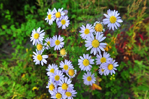 ʢ����Ұ��