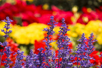 Ψ������