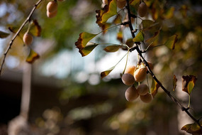 �׹�������