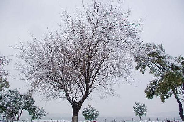 ����ѩ��Ĵ���