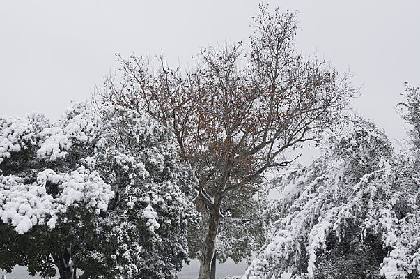 ����ѩ��ķ���