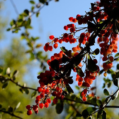 Ұ��ɽ����֦