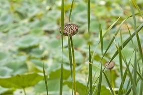 έ���Ļ���