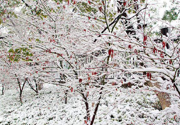 ��ѩ�����Ҷ