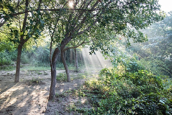 ͸����Ҷ�Ĺ�â