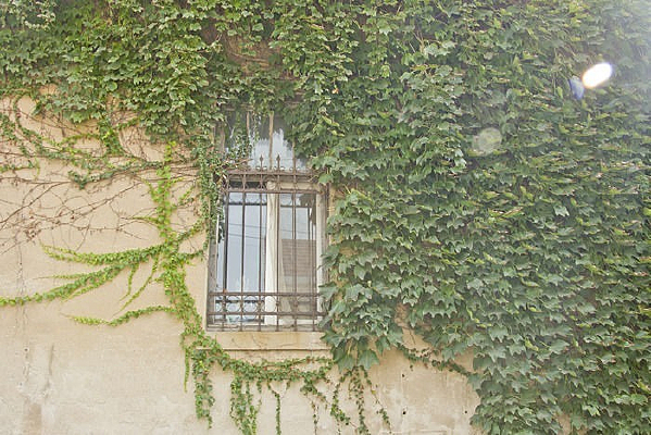 ��������ɽ��