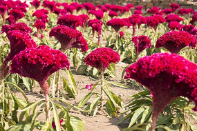 ��Ƭ���ڻ�