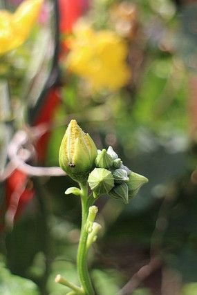 丝瓜的花苞